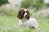 SPRINGER SPANIEL 083